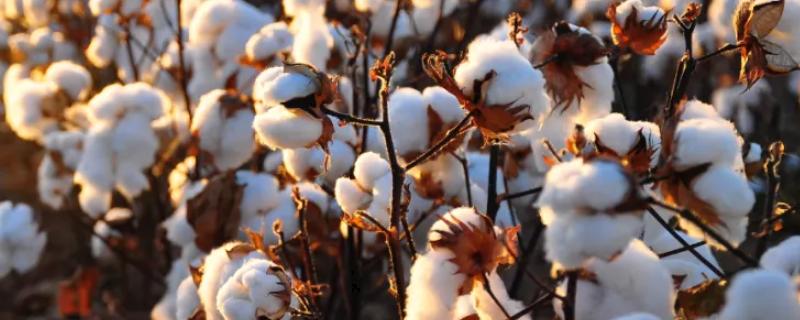 硕丰15025棉花种子特征特性，播种期在4月5日至4月20日
