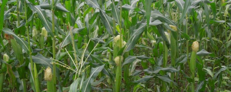 G1509玉米种简介，密度4000—4500株/亩