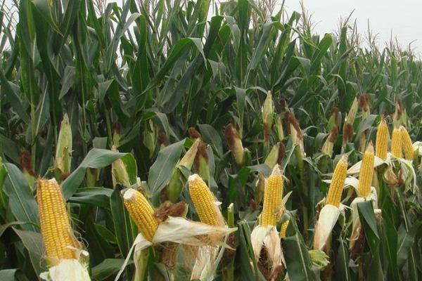 龙科玉342玉米种子简介，适宜播种期4月下旬至5月上旬