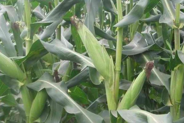 HF101玉米种简介，密度4500株/亩左右