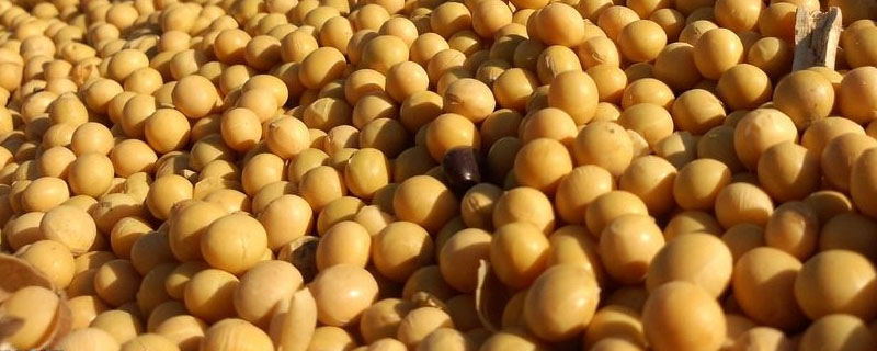 圣豆16大豆种子简介，中等肥力地块3万株/亩