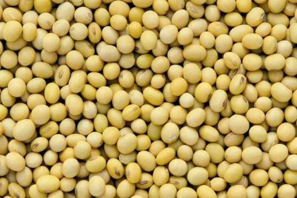 濮豆754大豆品种简介，低肥力地块4万—6万株/亩