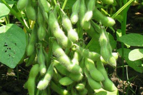 桂春豆111大豆种简介，热带亚热带春大豆高蛋白型品种