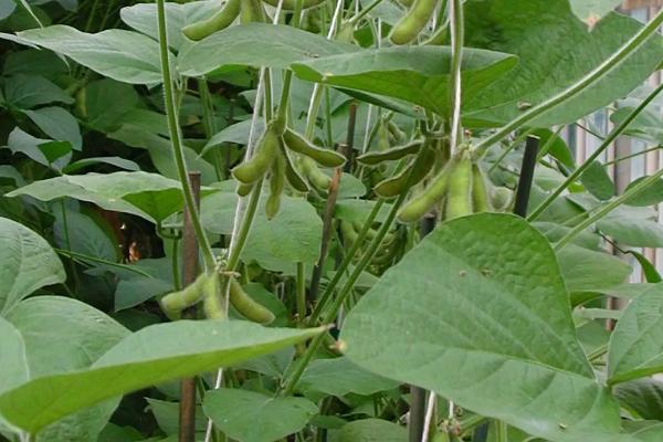 泉豆20大豆种子特点，中抗炭疽病