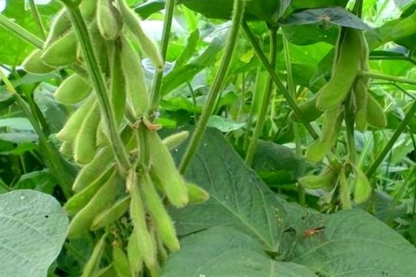 中龙606大豆品种的特性，中等肥力地块6万株/亩