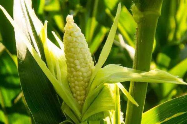 丰垦286玉米种子特征特性，高抗茎腐病