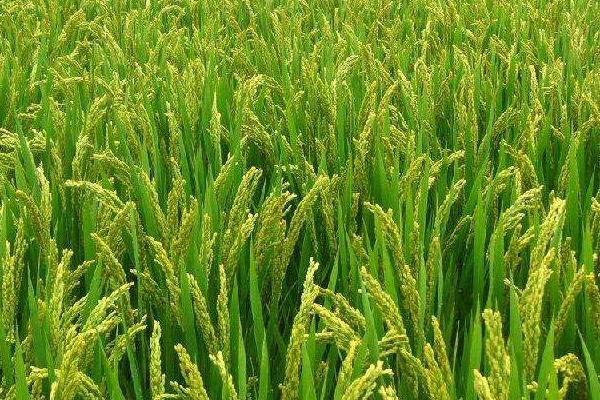 昌两优香58水稻品种的特性，全生育期117.8天