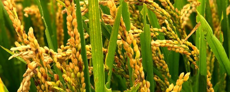 浙优012水稻种子特征特性，每亩有效穗数14.6万穗