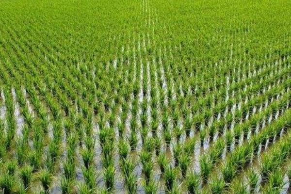 吉粳336水稻种子简介，每亩插足基本苗7万以上