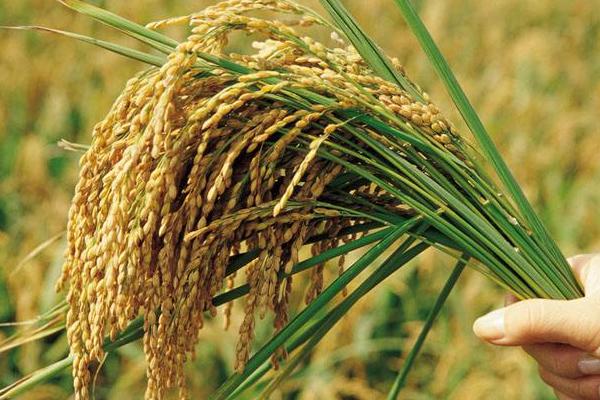 昌两优香58水稻品种的特性，全生育期117.8天