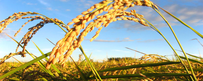 济润902水稻种子特点，秧田播种量每亩40.0千克
