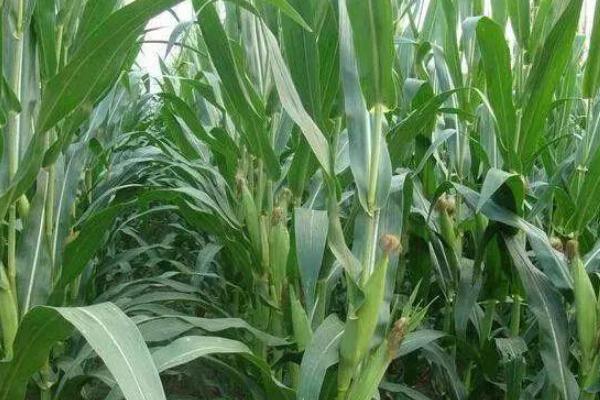 大禾T66玉米品种的特性，密度5000株/亩左右