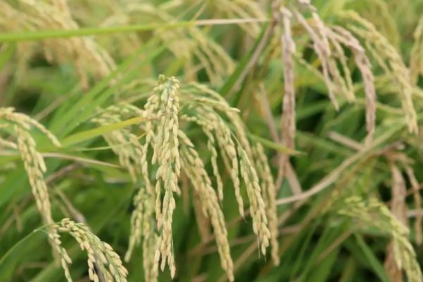 德优五山水稻种子特点，该品种基部叶鞘绿色