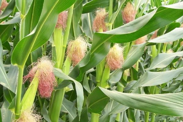 沃普2172玉米种简介，适宜播种期4月下旬到5月上旬