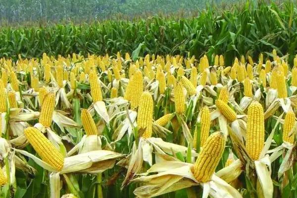 H1122玉米种子特点，密度6000株/亩左右