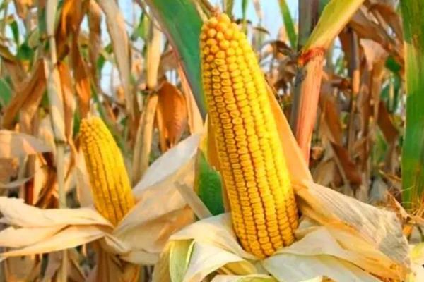 H1122玉米种子特点，密度6000株/亩左右