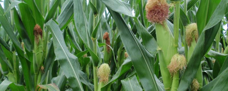 耀豫565玉米种子特征特性，适宜播种期6月上旬至中旬