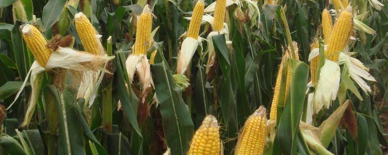 康农玉8009玉米种子简介，适宜播种期夏播