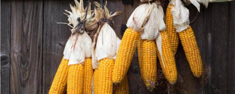 帅苗66玉米种子特征特性，密度4500—5000株/亩