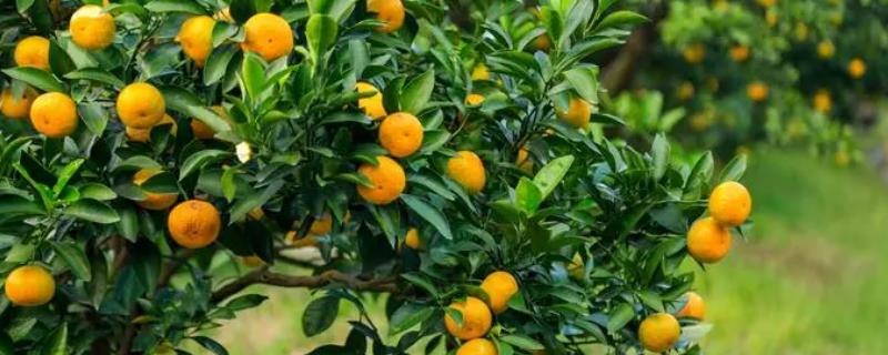 橘子坐不住果的原因，可能是养分过多或者养分不平衡等