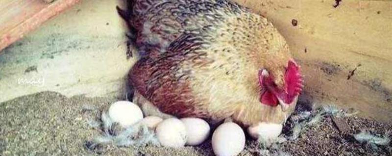 母鸡抱窝之后多久恢复下蛋，有的只要几天有的需要数月之久