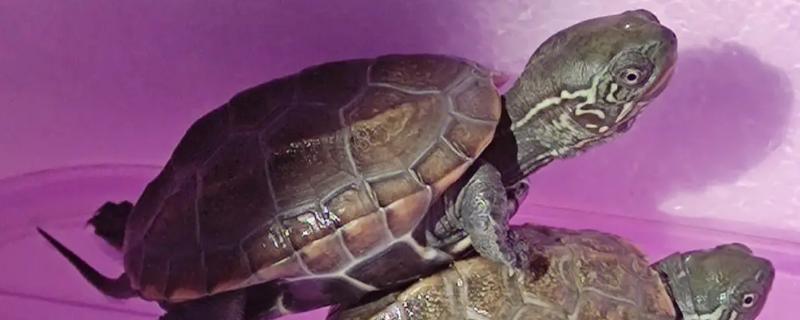 草龟长得快不快，生长速度相对来说比较缓慢