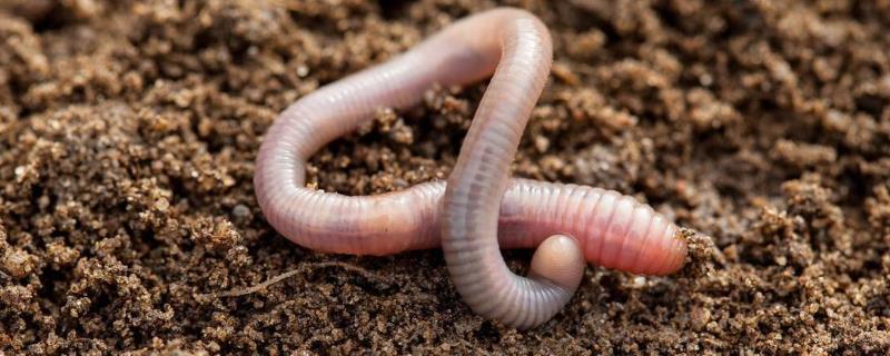 适合蚯蚓生活的土质是什么，潮湿、疏松、富含有机物的土壤比较好