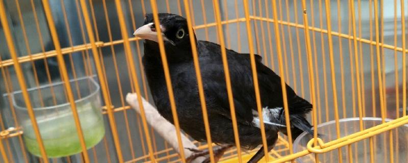 八哥鸟越养越凶的原因，可能是长期受困、缺乏安全感所导致