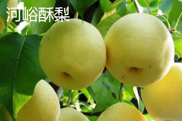 山西省榆社县的特产，榆社洋槐蜜为我国创汇
