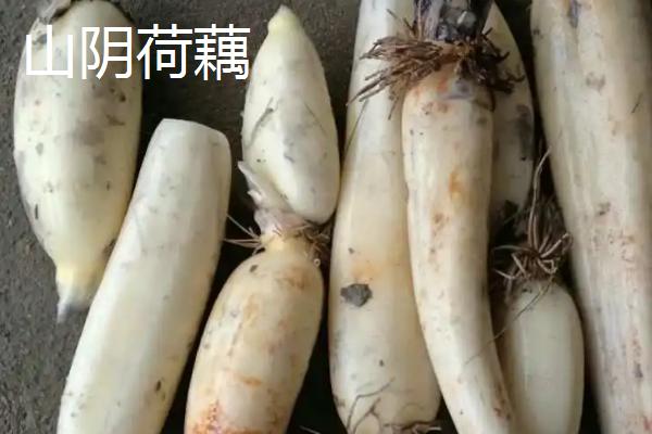 山西省榆社县的特产，榆社洋槐蜜为我国创汇