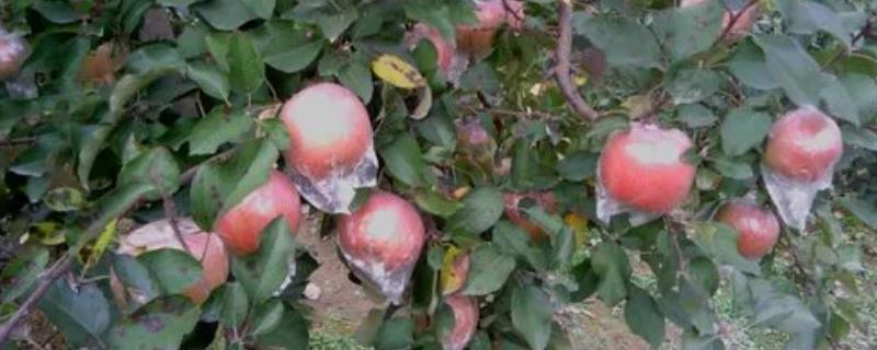 苹果树留果量的技巧，以下4种方法可供参考