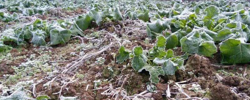 低温和冻害对作物的危害，会让作物受到不同程度的直接或间接伤害