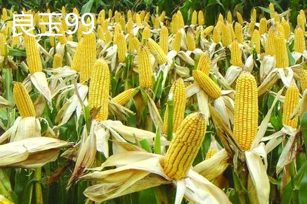种植什么玉米最赚钱最高产，根据所在地选择合适品种