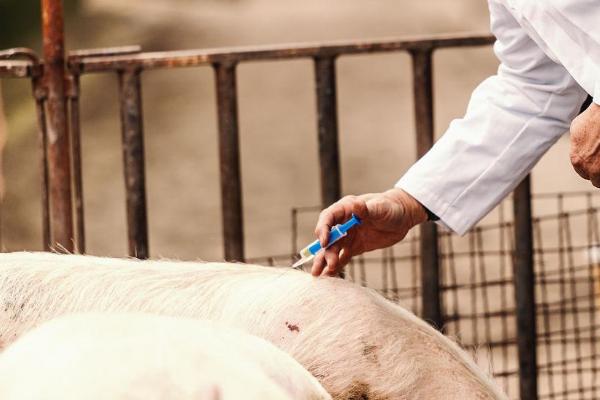 母猪打猪瘟疫苗当天能配种吗，注射疫苗的当天不可以进行配种