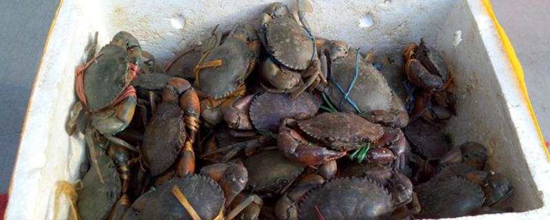 铁蟹是什么品种，是原产于孟加拉、缅甸一带的螃蟹