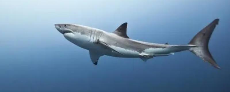 鲨鱼为什么害怕海豚，海豚善于团队作战