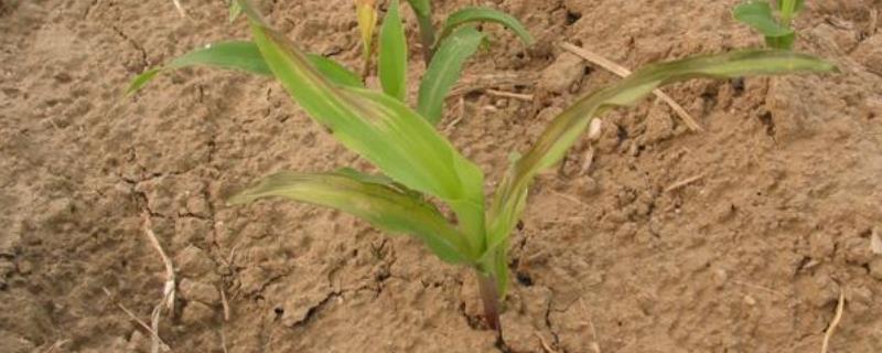 玉米苗枯病的发生条件，气候、品种、土壤不适等均会导致