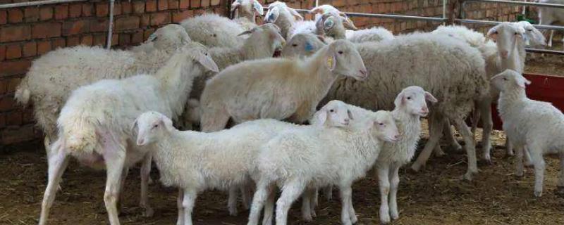 羊为什么会掉毛，可能是缺素或被寄生虫感染等原因所导致