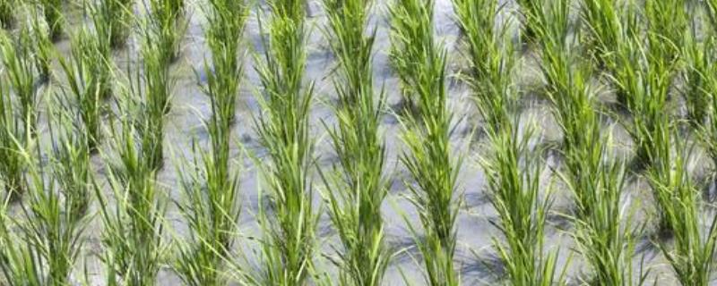 吡嘧苯噻酰有什么作用，可有效防除稗草、千金子、节节草等杂草