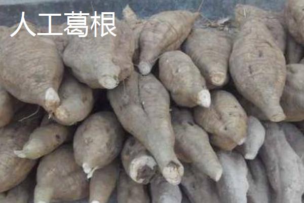 野生葛根和人工葛根的区别，外观和口感均不同