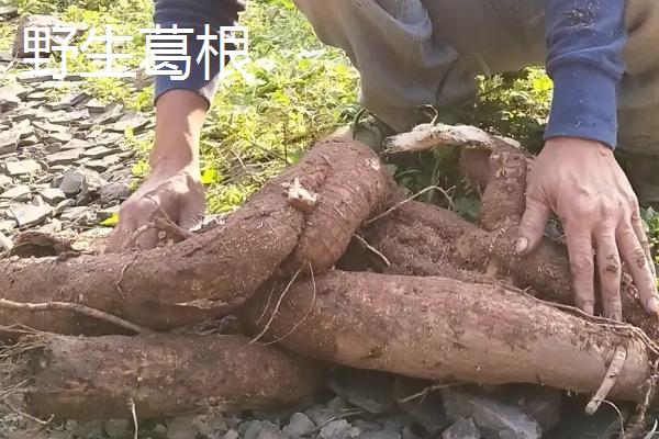 野生葛根和人工葛根的区别，外观和口感均不同