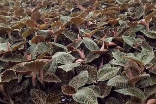 种植金线莲的条件，种植环境的湿度要超过70%
