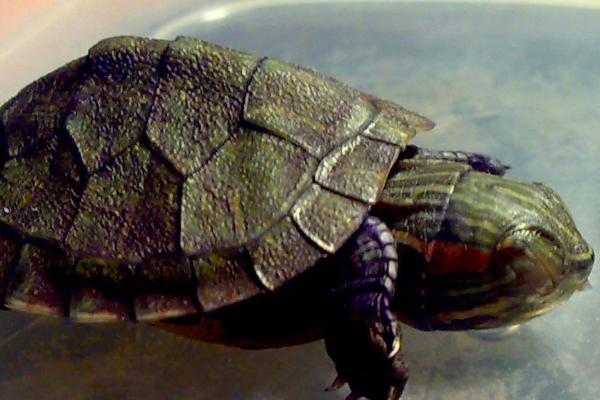 乌龟冬眠会把头伸出来换气吗，每隔一段时间就会抬头换气