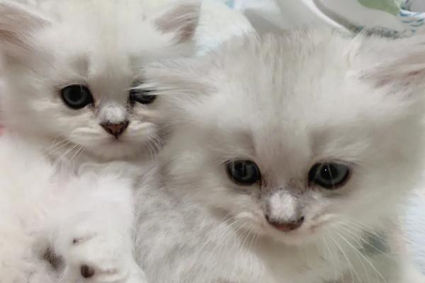 猫螨虫怎么治疗，首先要把病猫隔离开