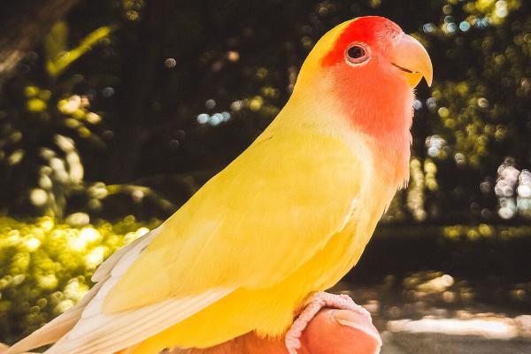 黄桃鹦鹉怎么分辨公母，可从外观、泄殖腔和性情来区分