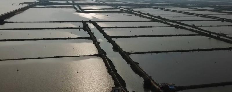 虾塘怎样使用磷肥肥水，要在青苔生长爆发前使用