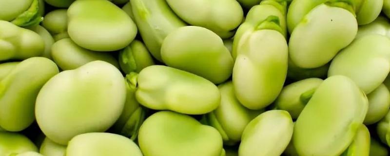 蚕豆是酸性食物还是碱性食物，属于碱性食物