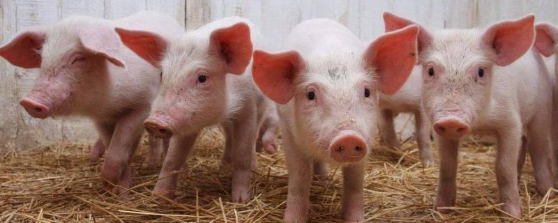 猪流行性腹泻该怎么治疗，可用口服补液盐拌土霉素碱或诺氟沙星