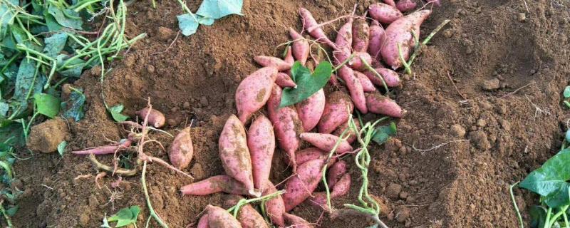 红薯亩产多少斤，亩产量大概在5000-7000斤