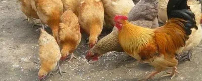 鸡身上有很多小虫子的原因，天气炎热、湿度较大等都会导致